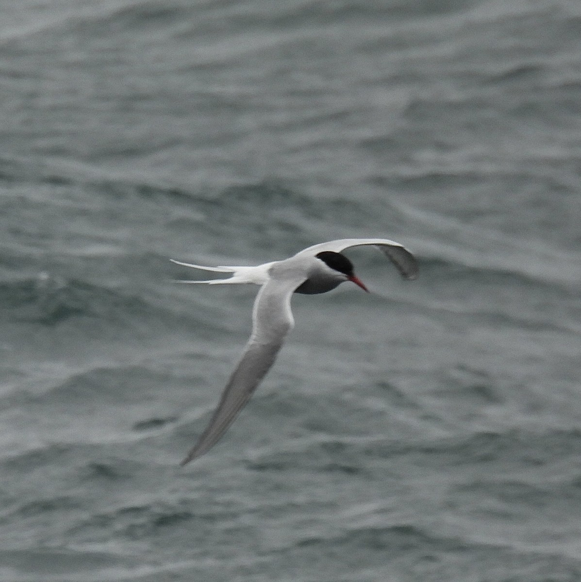 Arctic Tern - ML620477215
