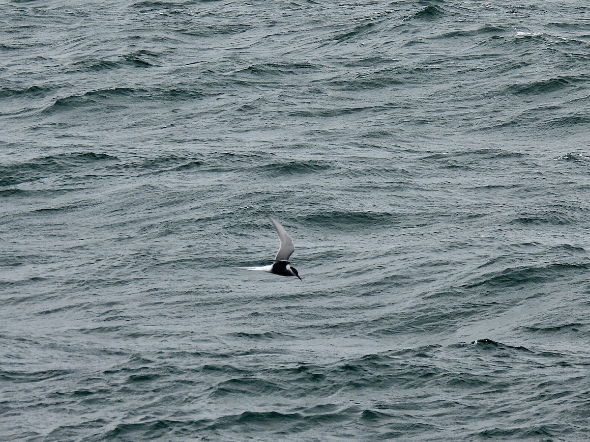 Arctic Tern - pierre geoffray