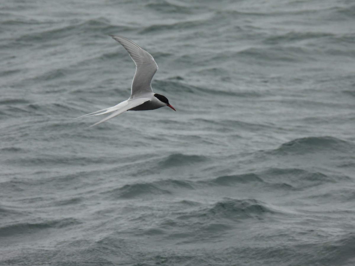 Arctic Tern - ML620477218