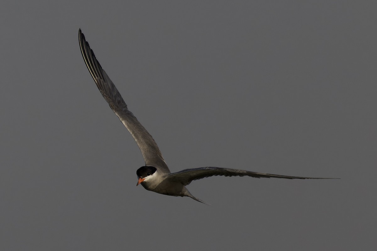 White-cheeked Tern - ML620477220