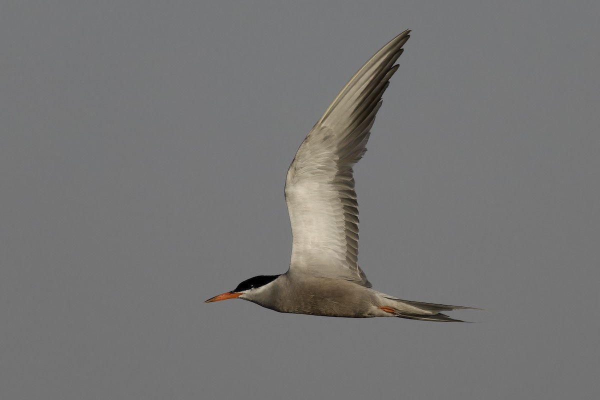 White-cheeked Tern - ML620477222