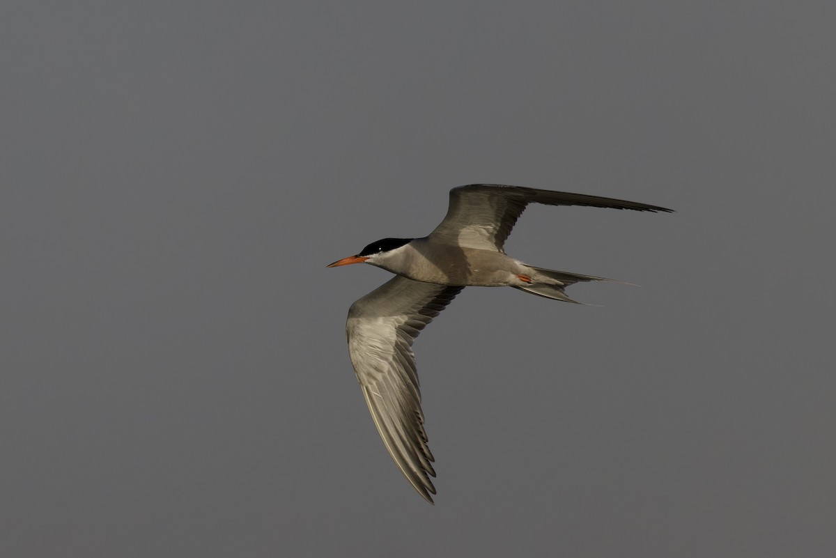 White-cheeked Tern - ML620477223