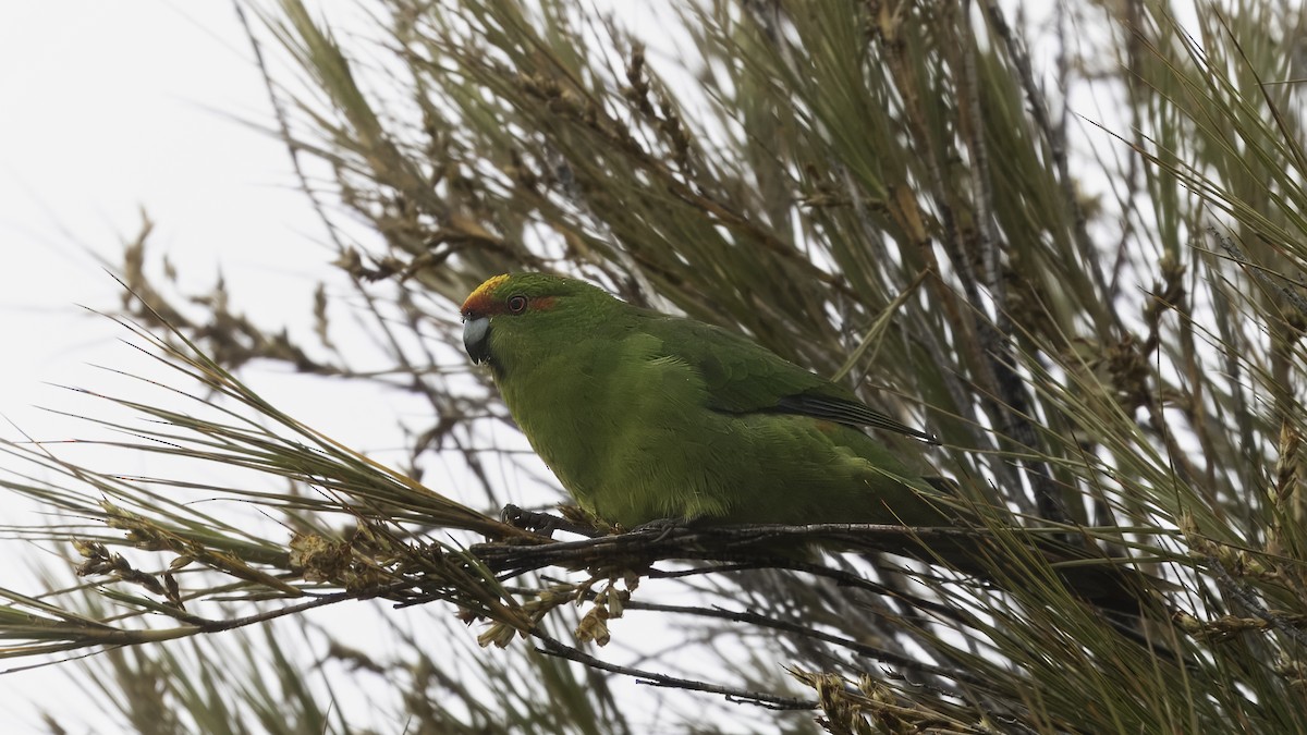 Perico Maorí Cabecigualdo - ML620477227