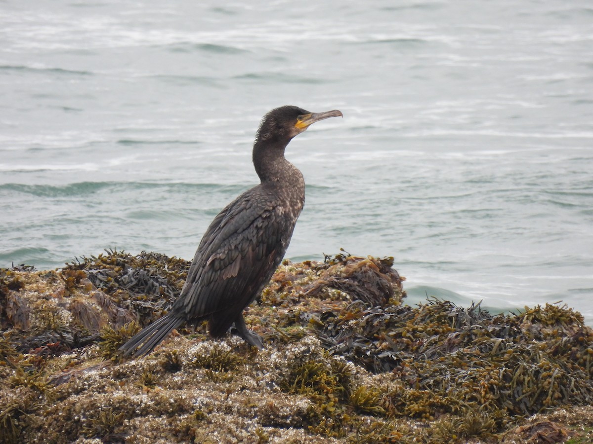 Cormorán Grande - ML620477229