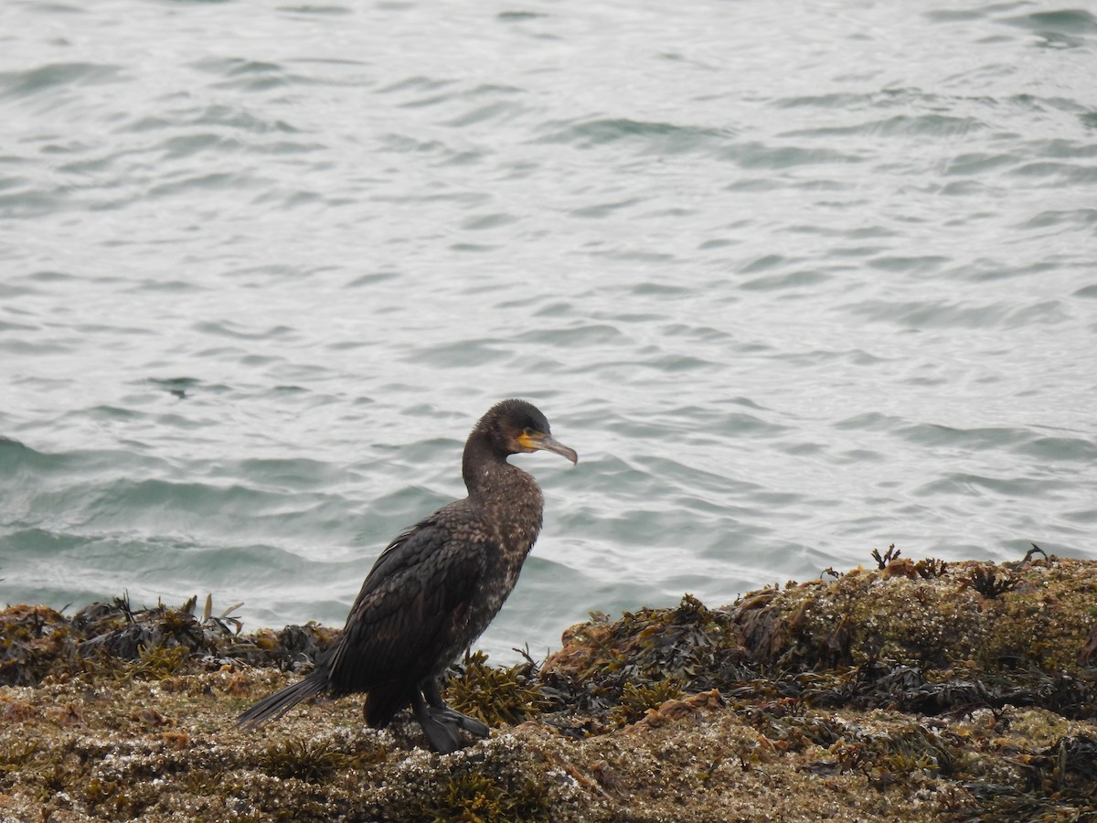 Great Cormorant - ML620477230