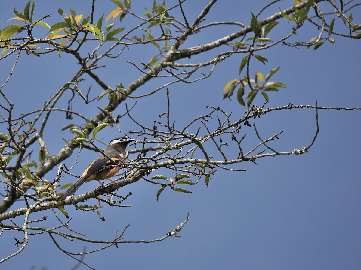 White-eared Sibia - ML620477231