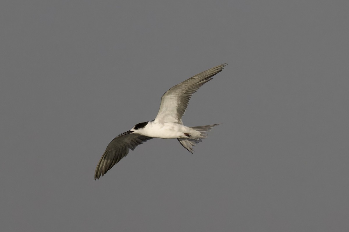 Gull-billed Tern - ML620477232