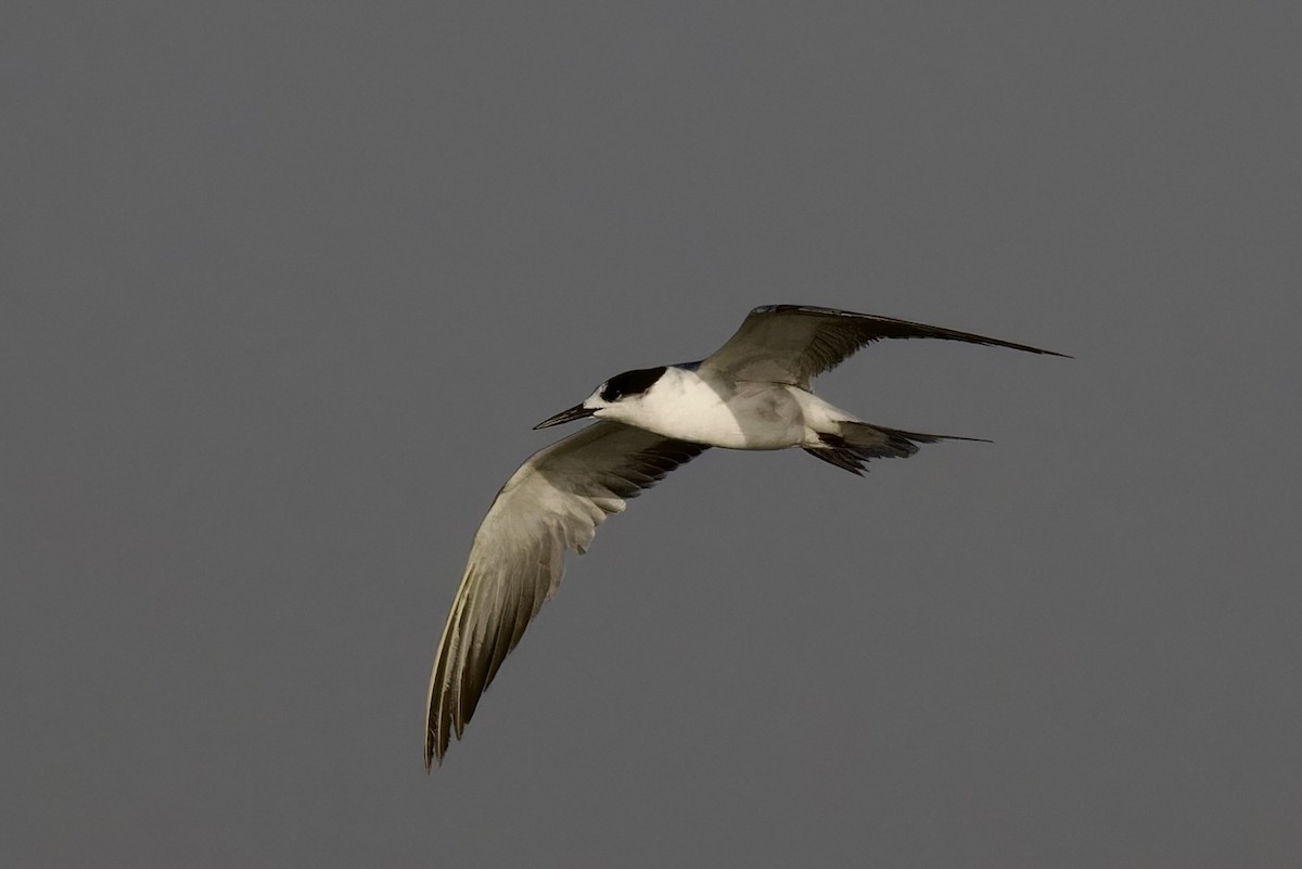 Gull-billed Tern - ML620477233