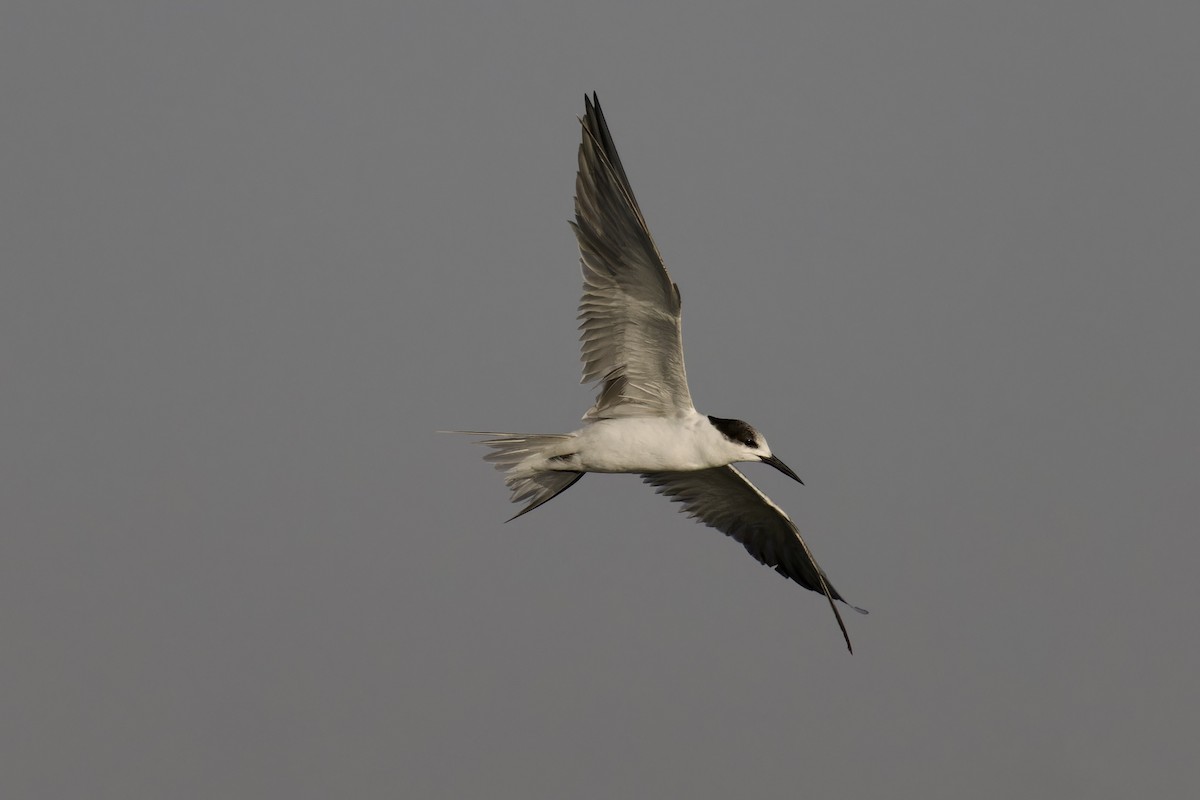 Gull-billed Tern - ML620477236