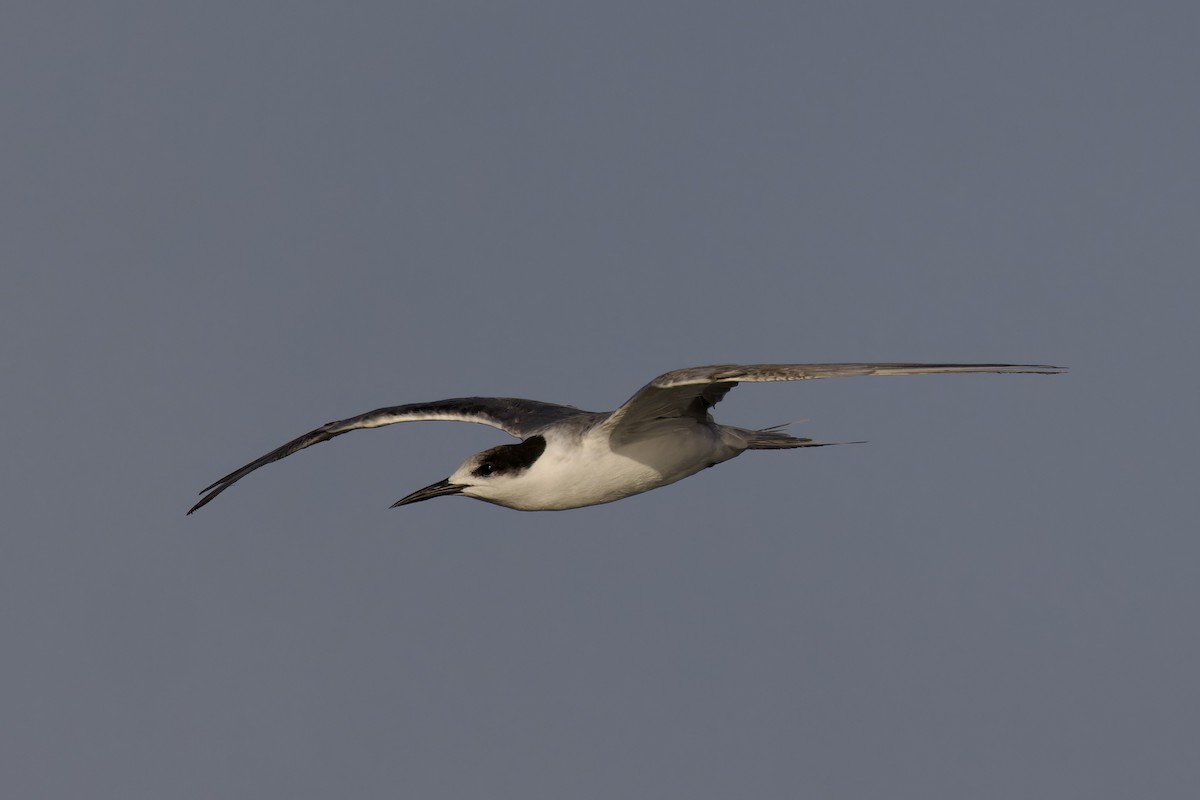 Gull-billed Tern - ML620477237