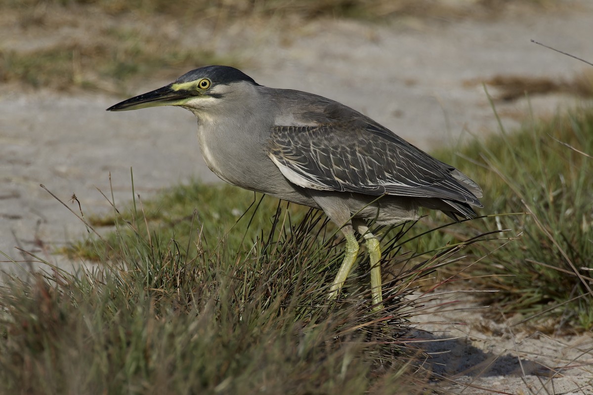 Striated Heron - Ted Burkett