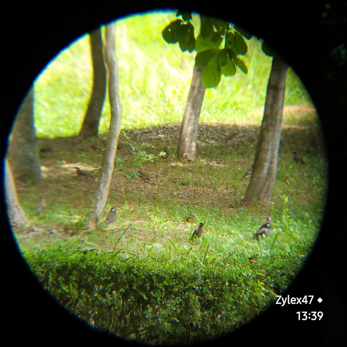 White-cheeked Starling - Dusky Thrush