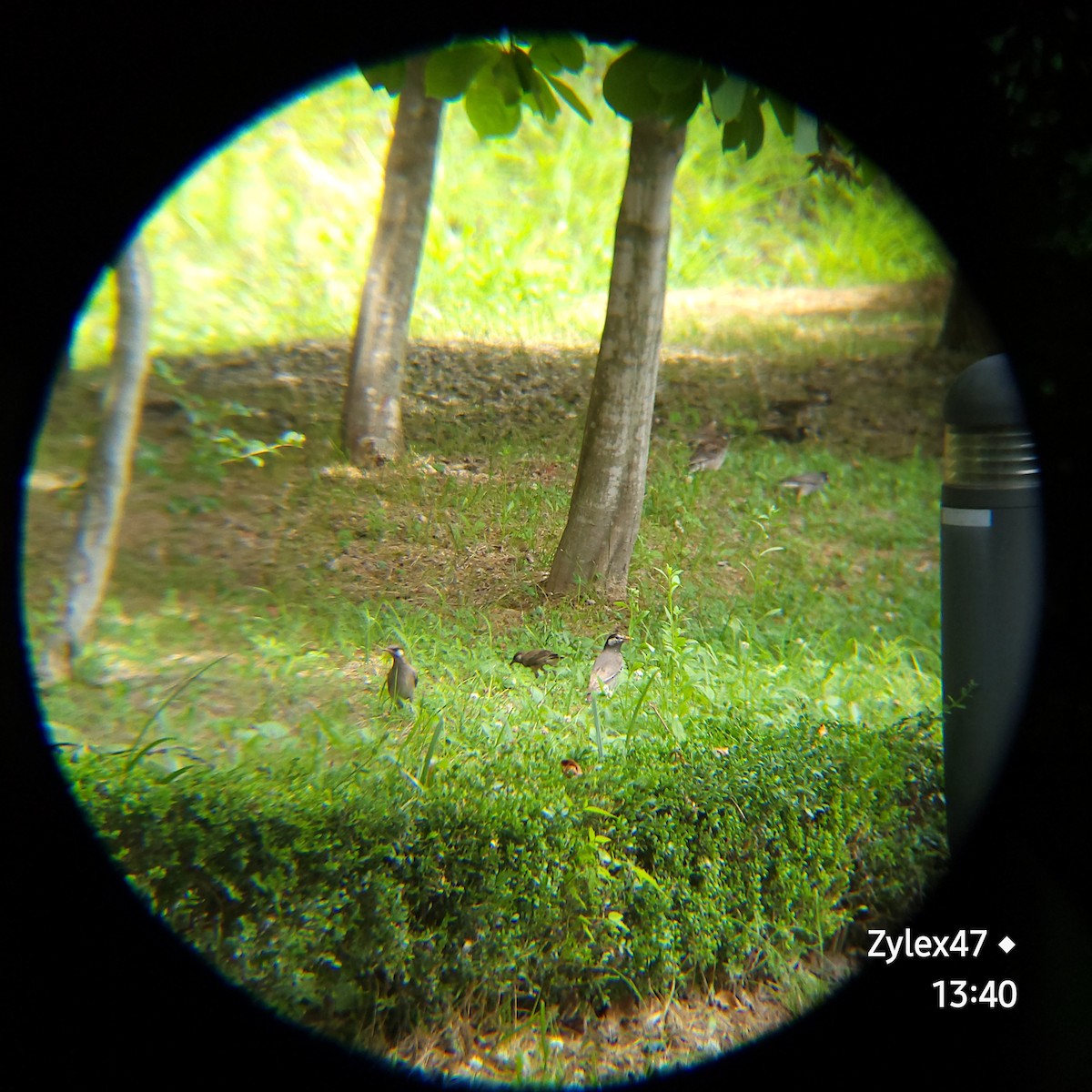 White-cheeked Starling - ML620477247