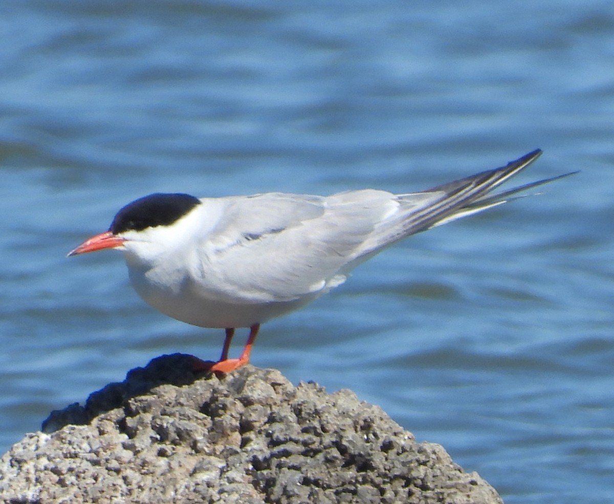 Common Tern - ML620477248