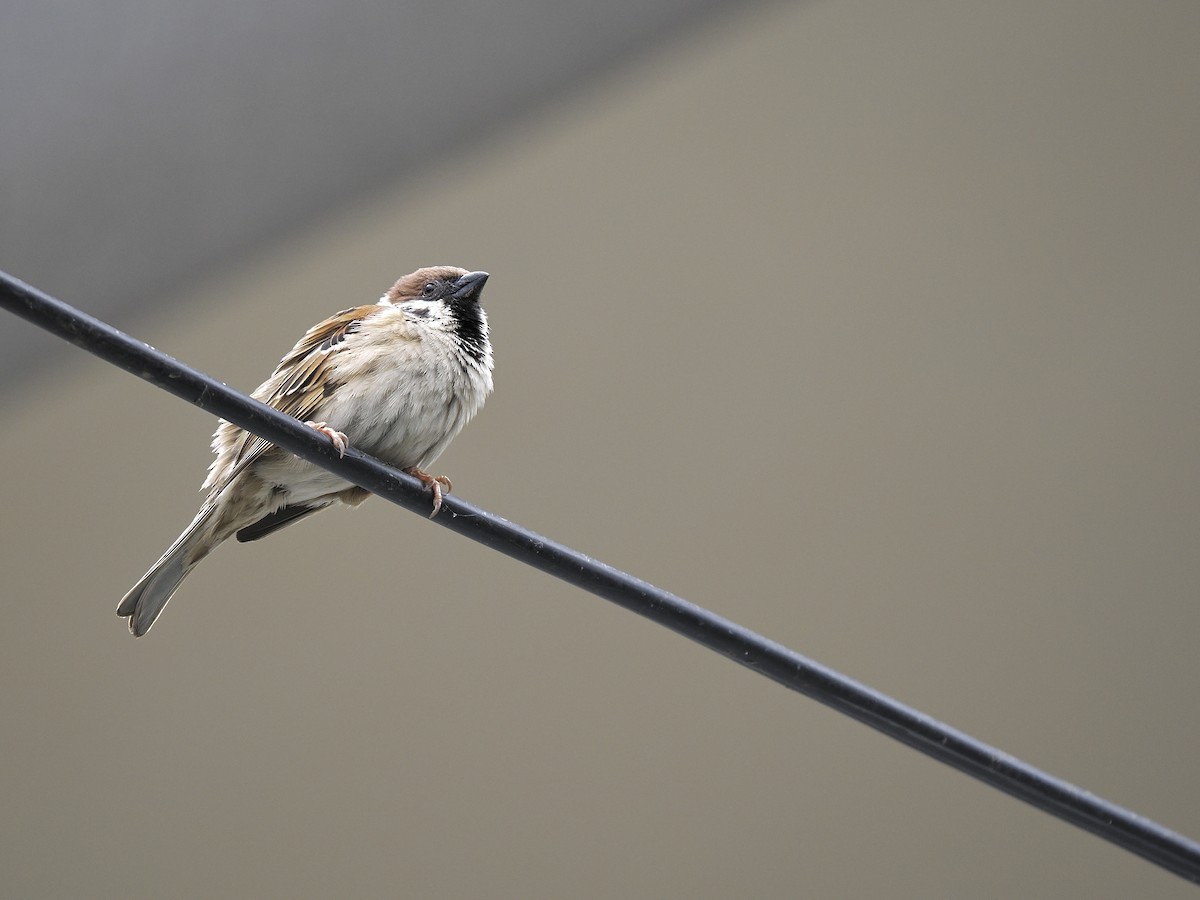 Eurasian Tree Sparrow - ML620477250