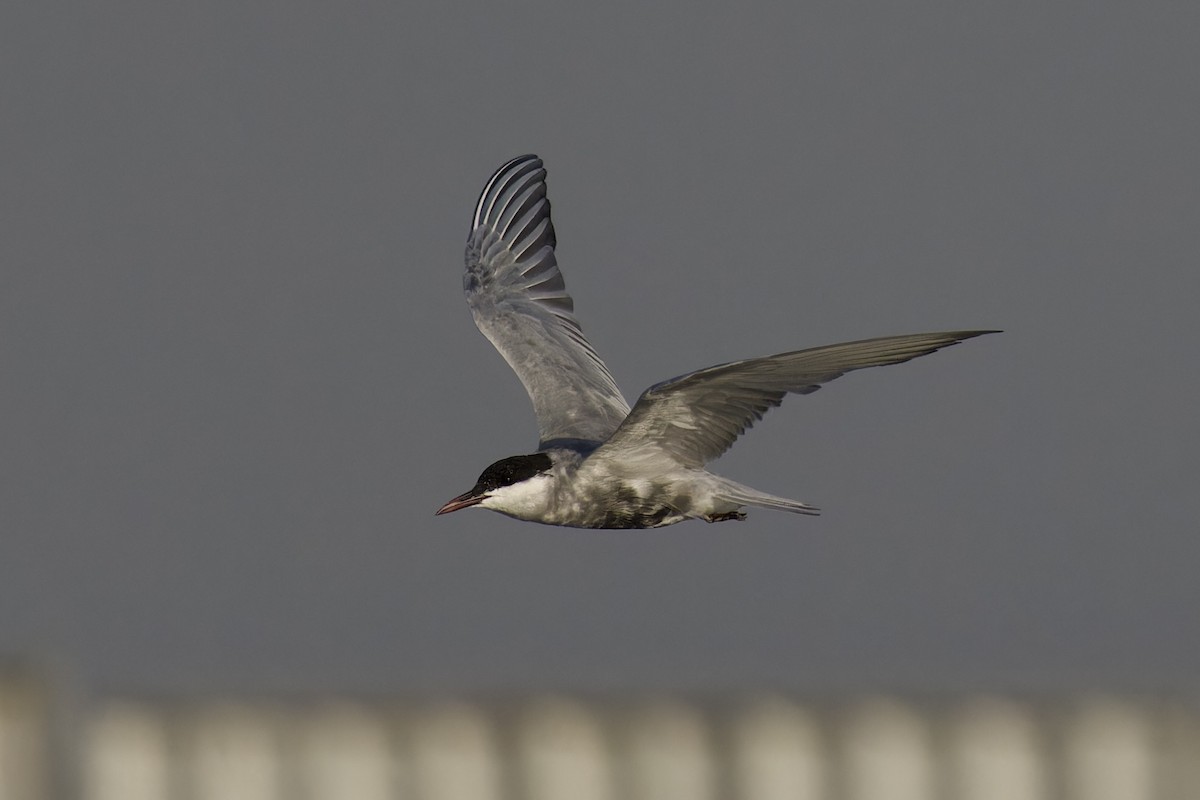 Whiskered Tern - ML620477253