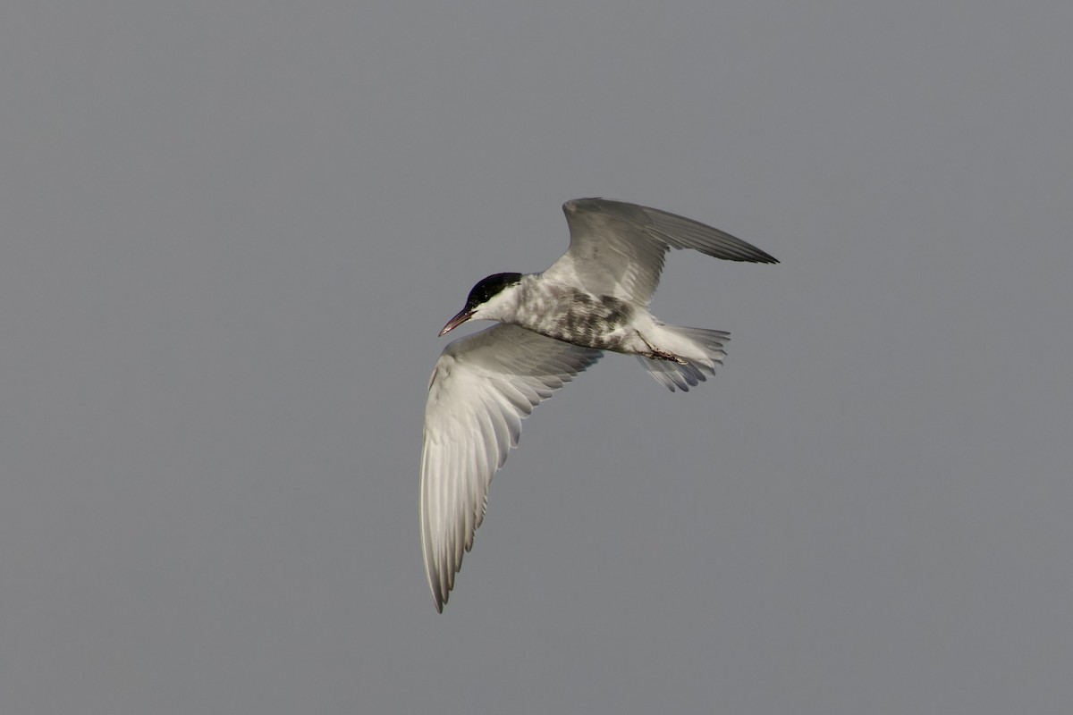 Whiskered Tern - ML620477254