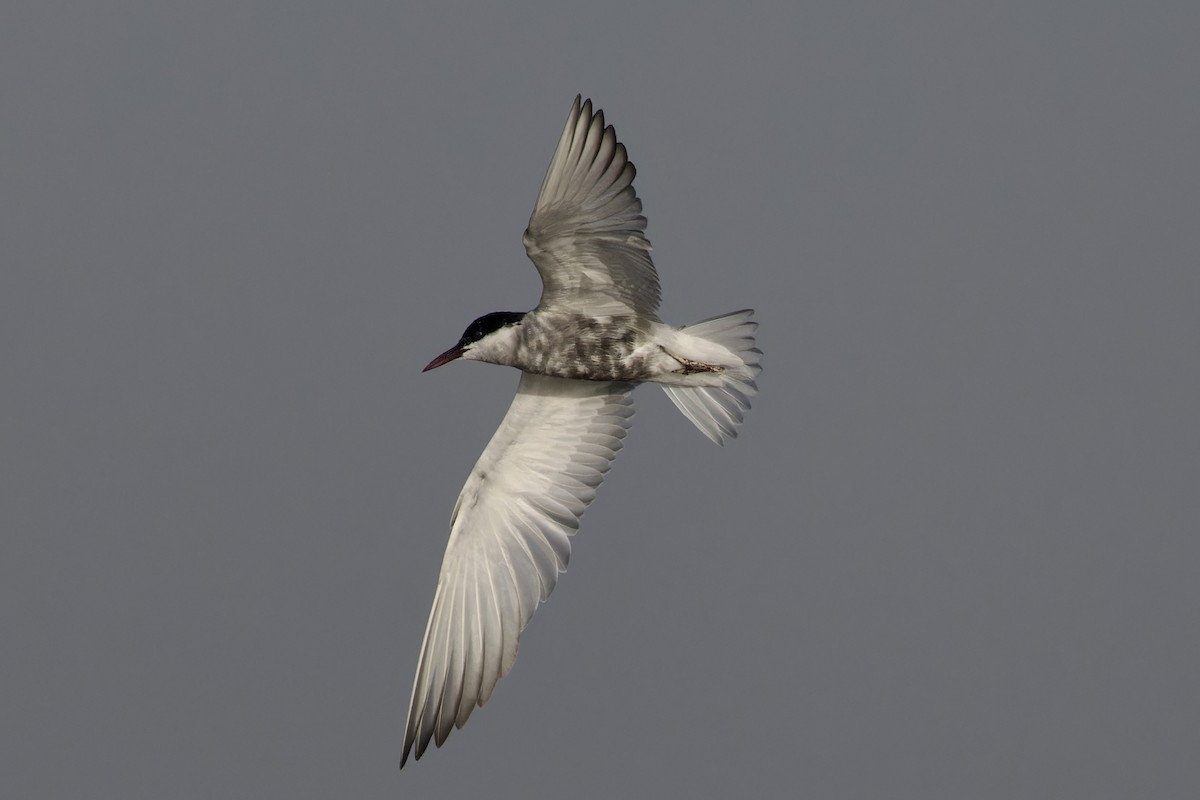 Whiskered Tern - ML620477256