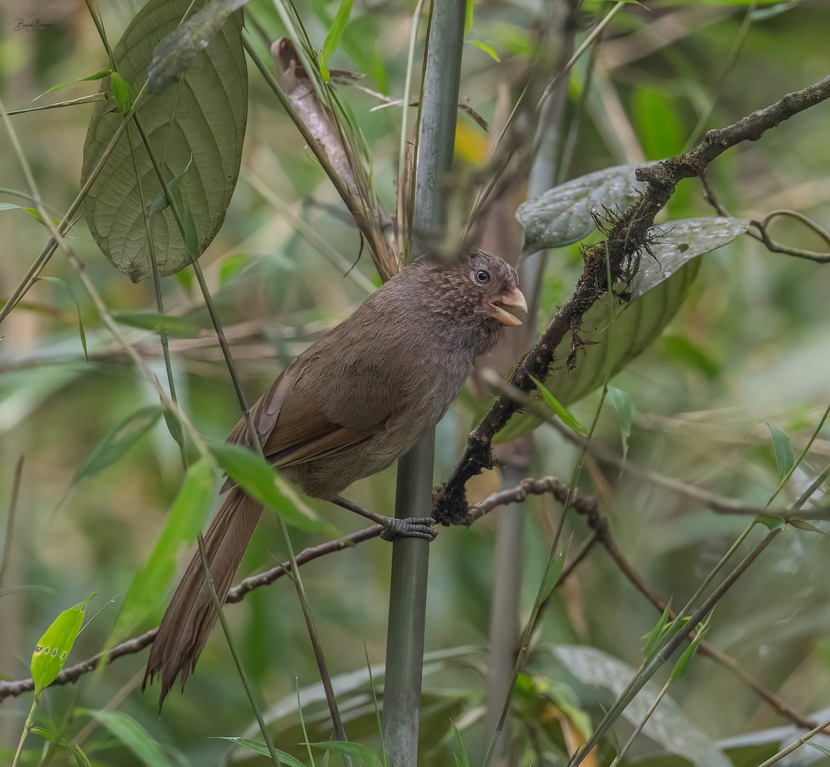 Brown Parrotbill - ML620477259