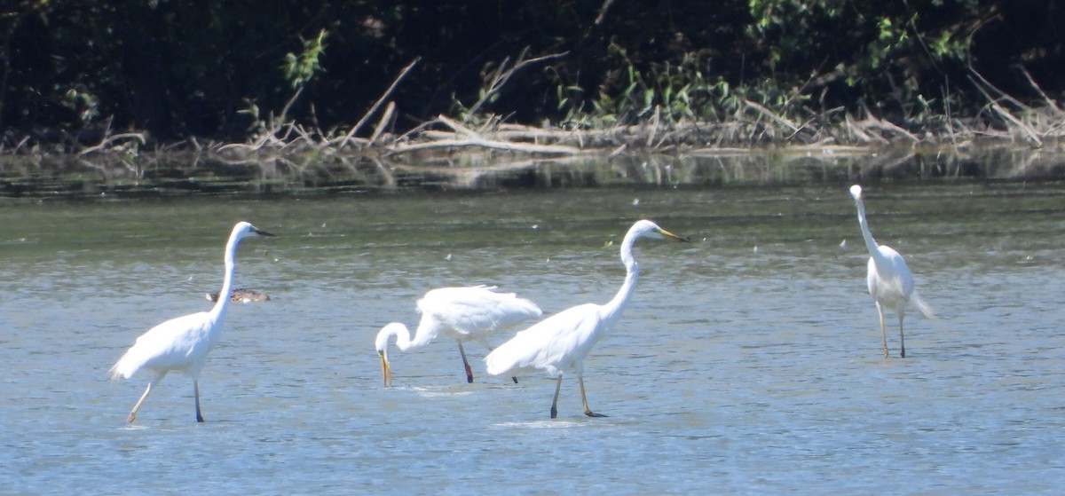 Great Egret - ML620477260