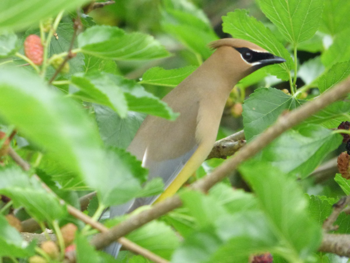 Cedar Waxwing - ML620477265