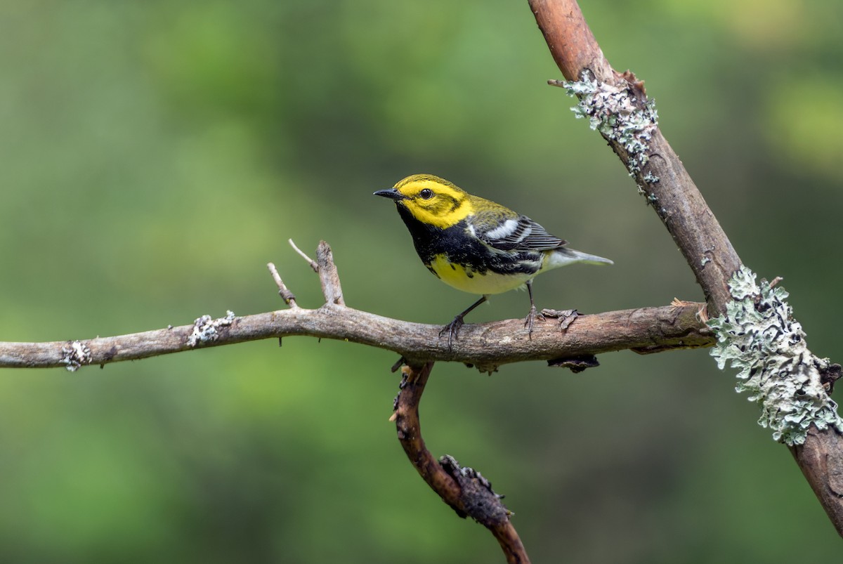 Black-throated Green Warbler - ML620477266