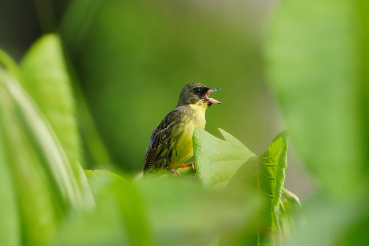 Masked Bunting - ML620477268