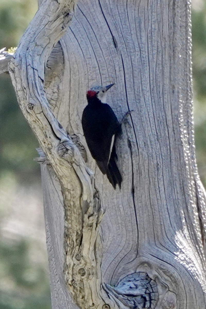 White-headed Woodpecker - ML620477269