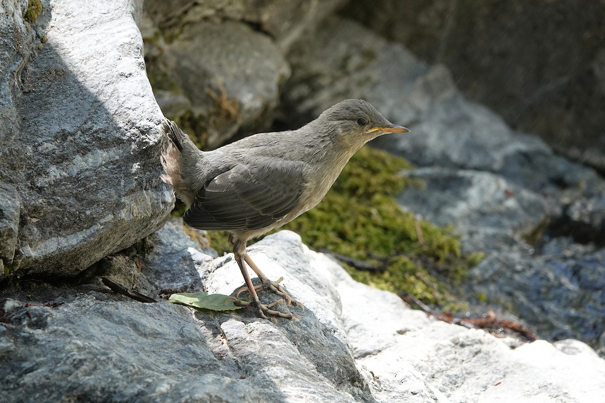 American Dipper - ML620477271