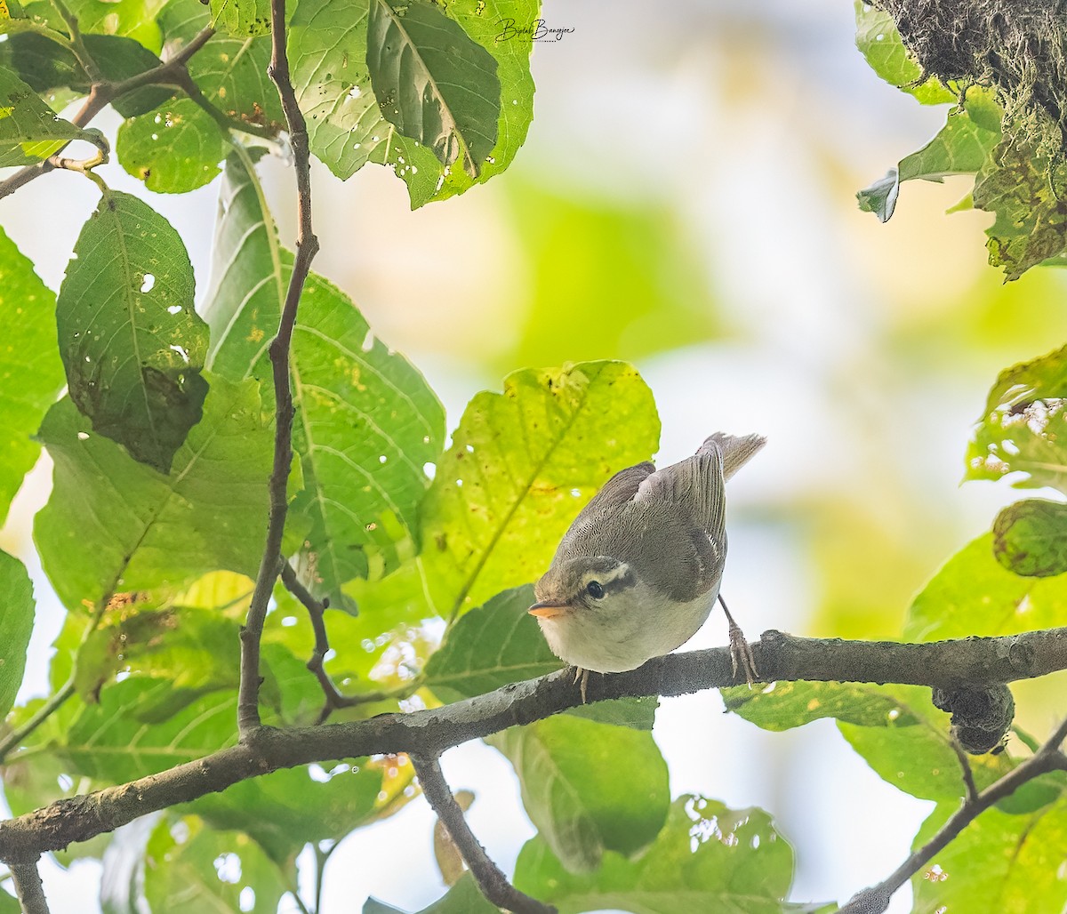 Greenish Warbler - ML620477274