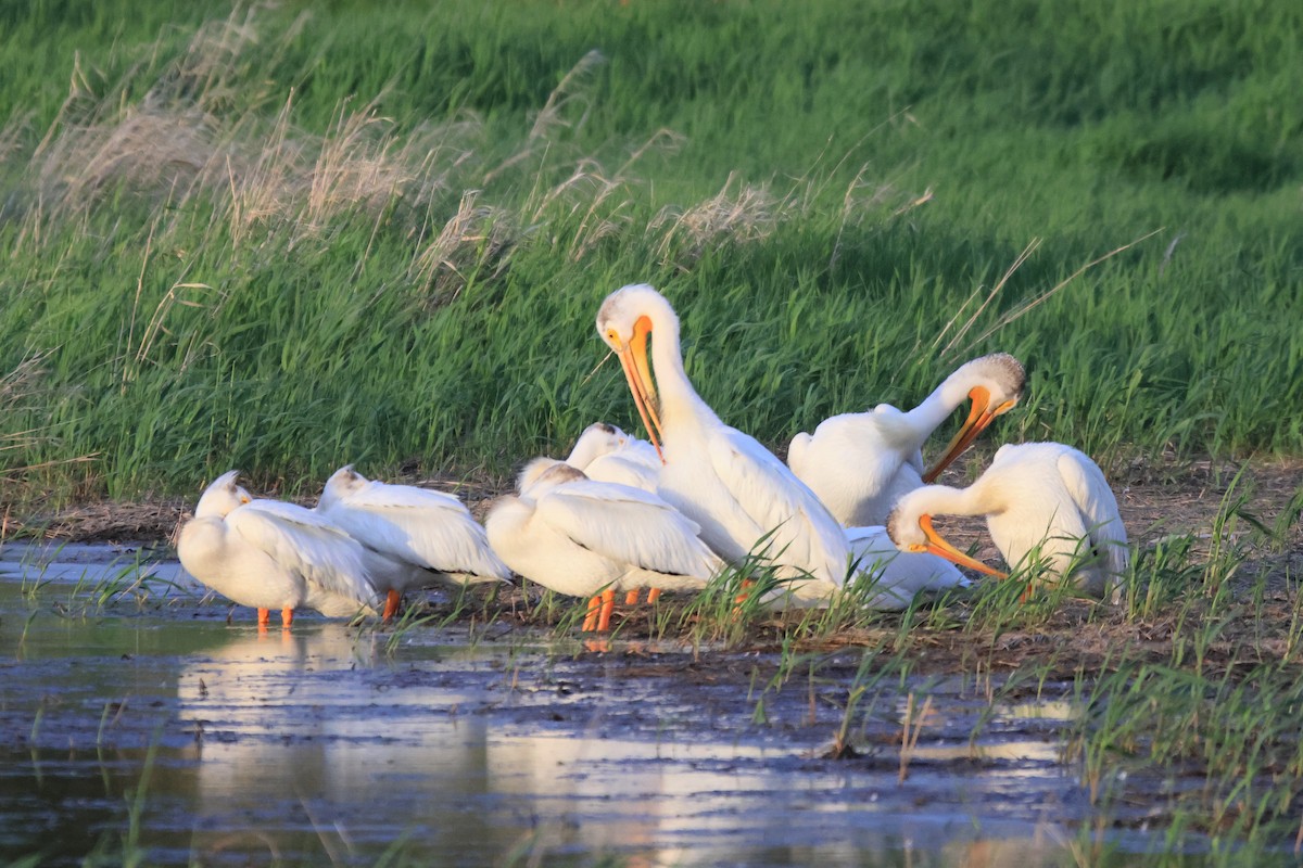 American White Pelican - ML620477275