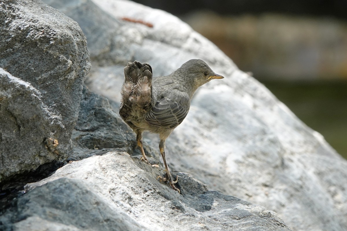 American Dipper - ML620477277