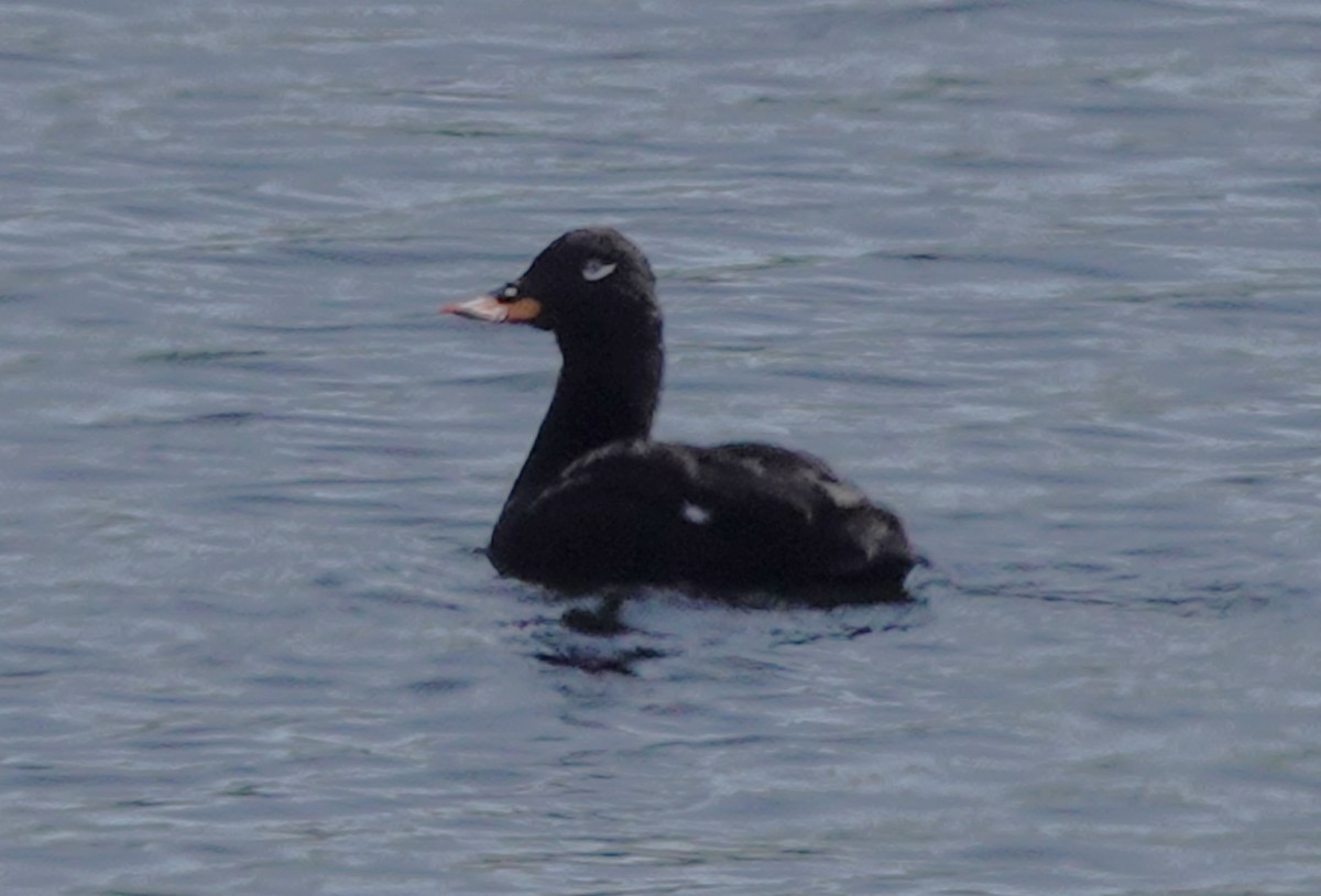 Velvet Scoter - ML620477280