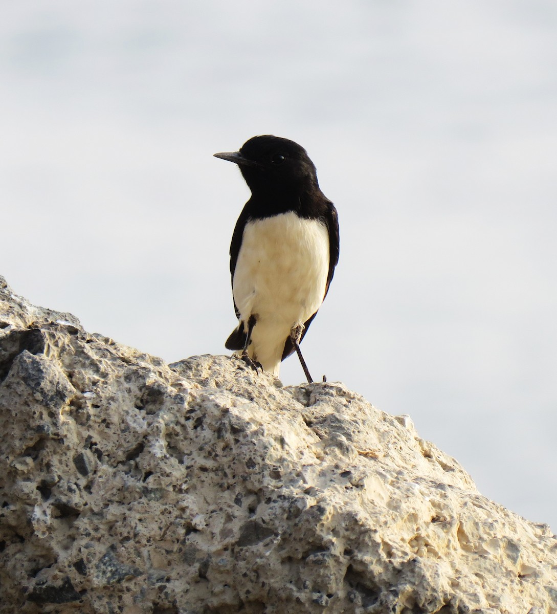 Hume's Wheatear - ML620477286