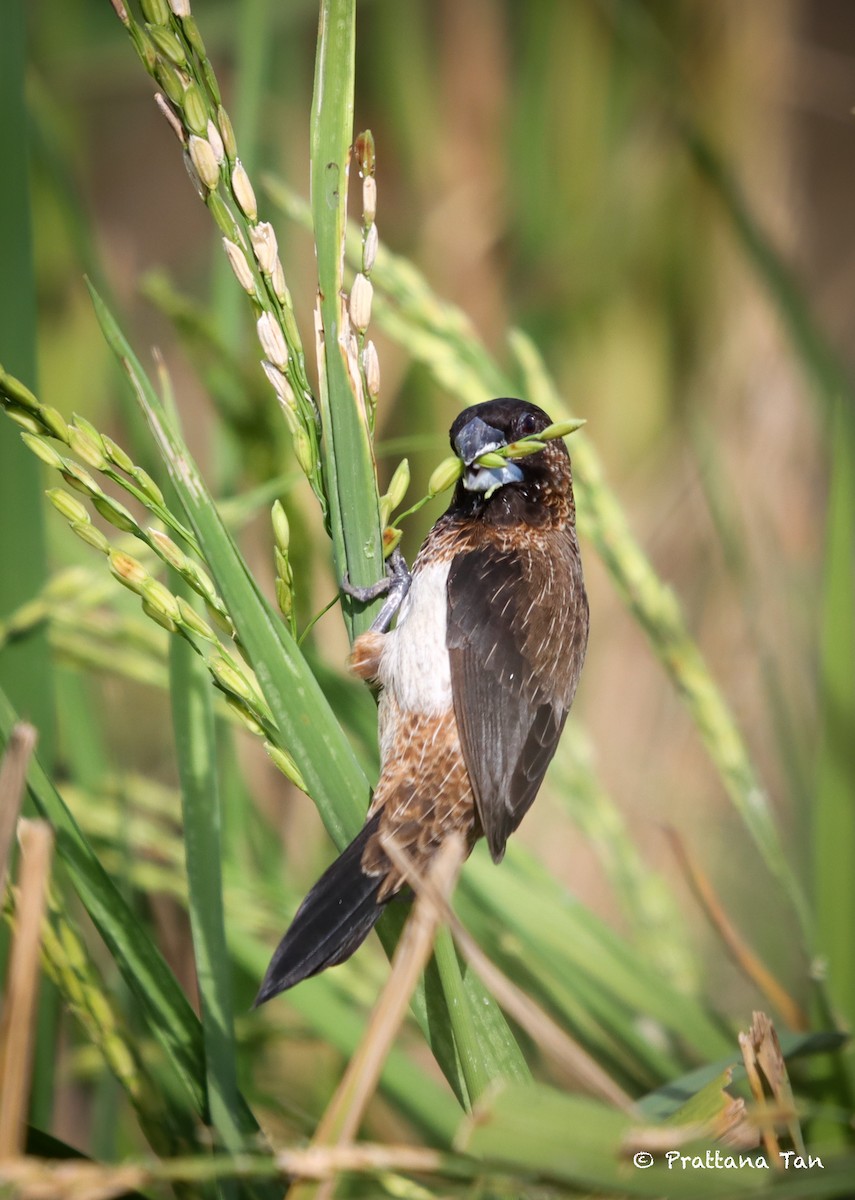 White-rumped Munia - ML620477287