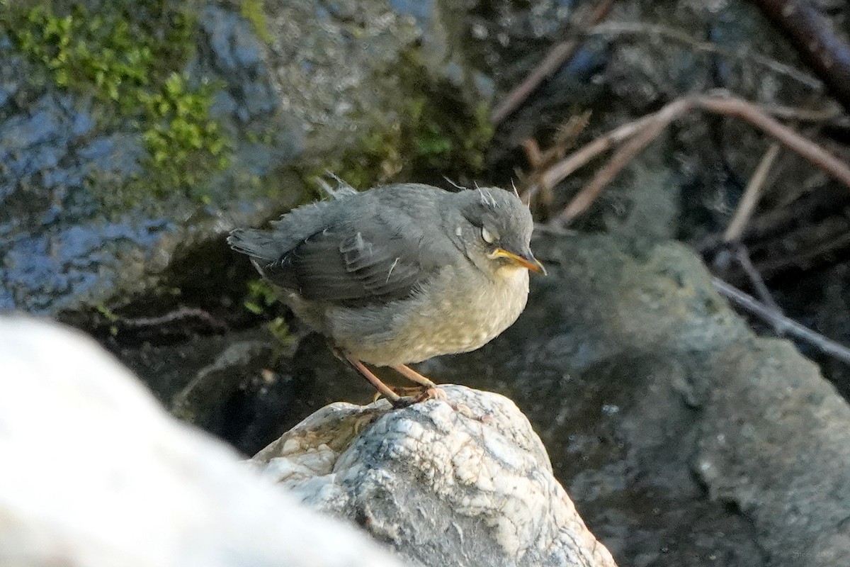 American Dipper - ML620477289