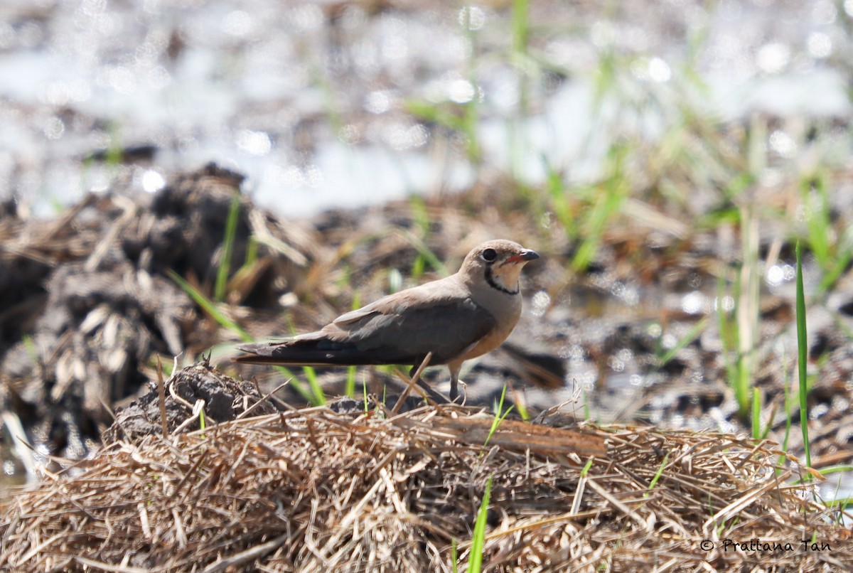 Oriental Pratincole - ML620477295