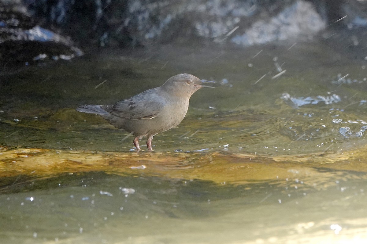 American Dipper - ML620477296