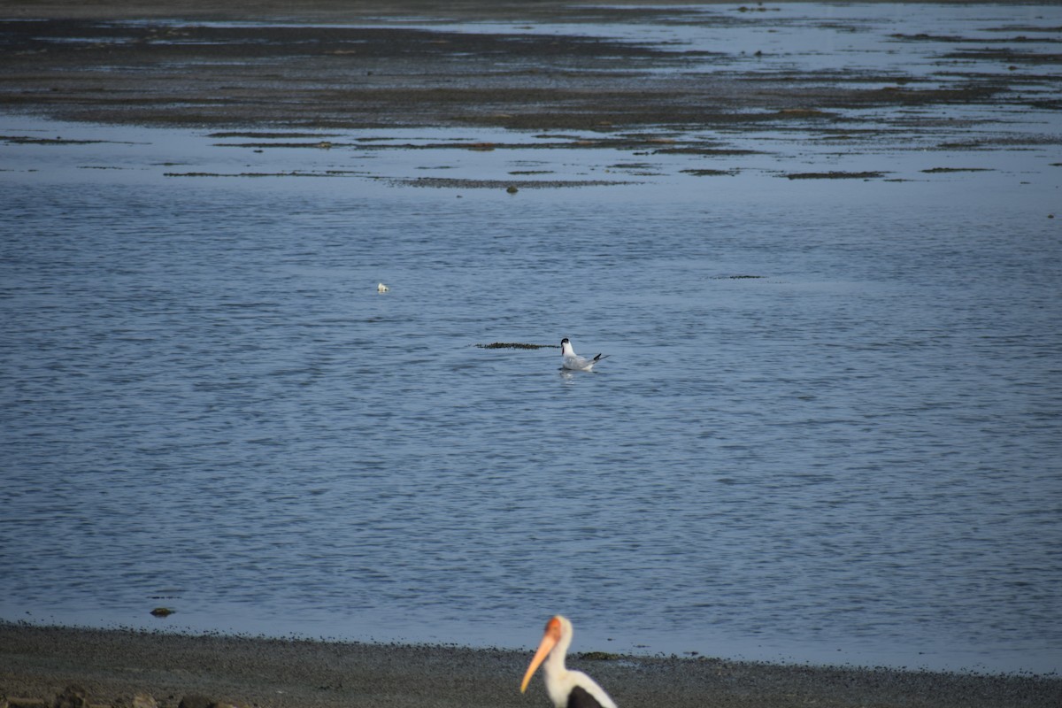 Caspian Tern - ML620477297