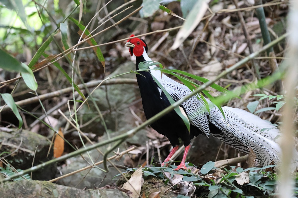 Silver Pheasant - ML620477299