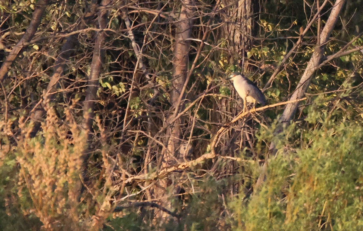 Black-crowned Night Heron - ML620477300