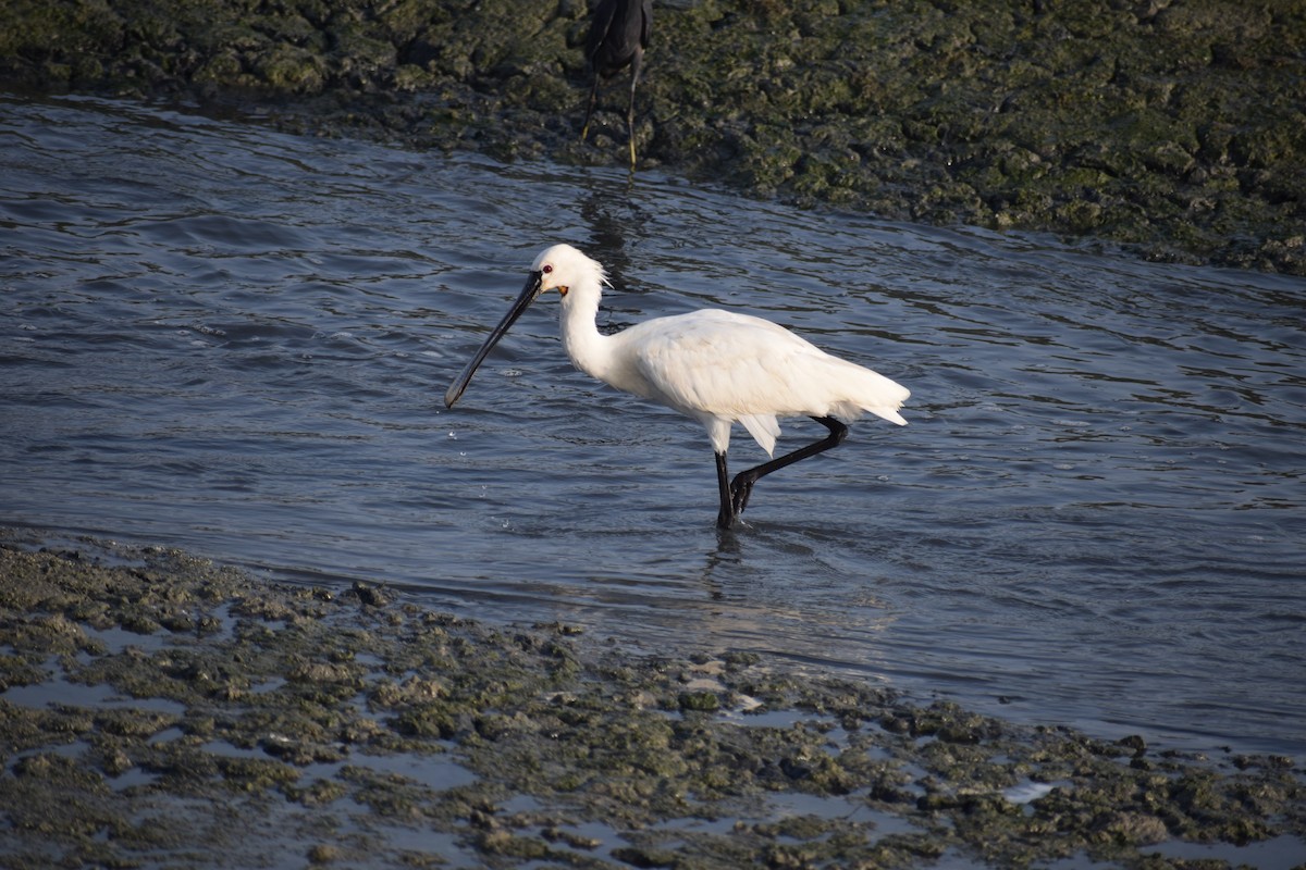 Eurasian Spoonbill - ML620477301