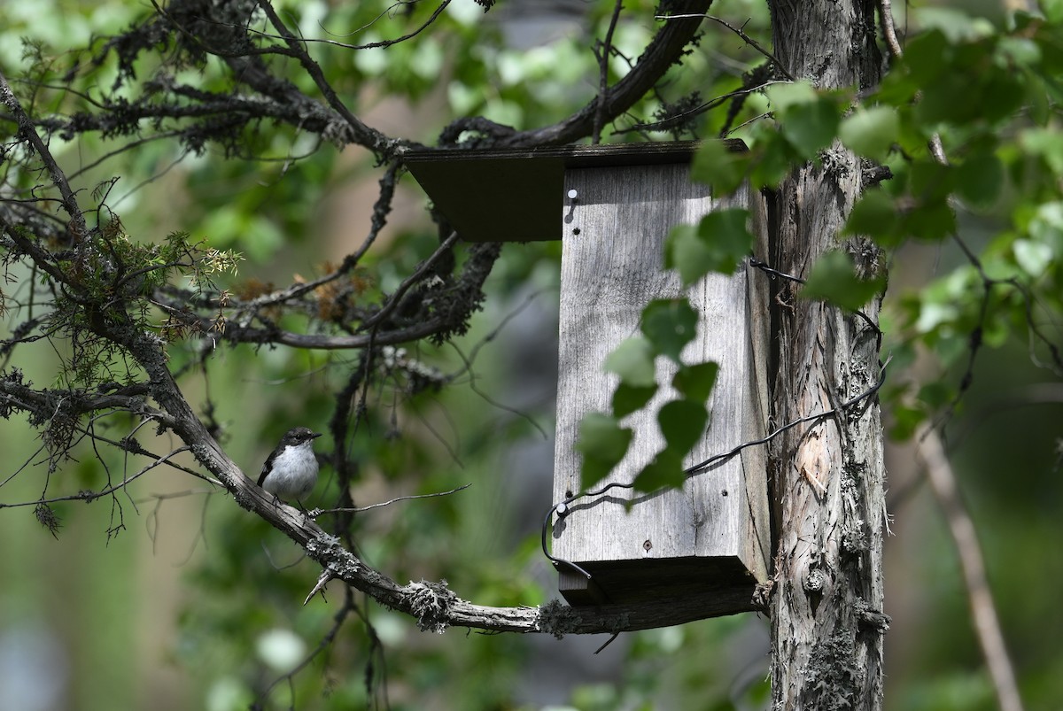 European Pied Flycatcher - ML620477302