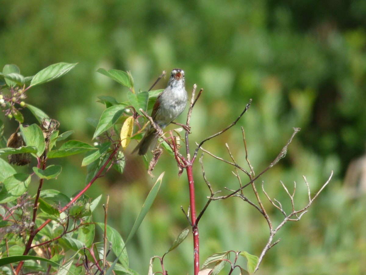 Swamp Sparrow - ML620477306