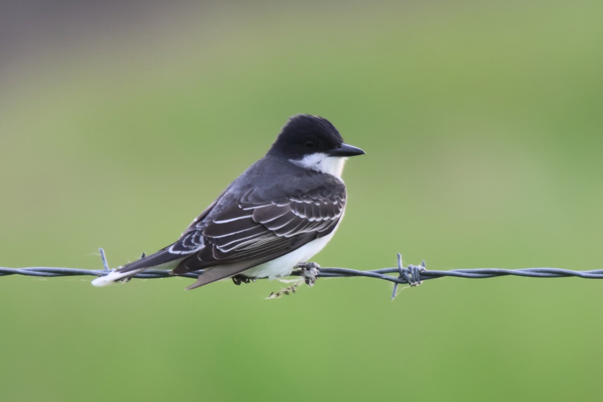 Eastern Kingbird - ML620477311