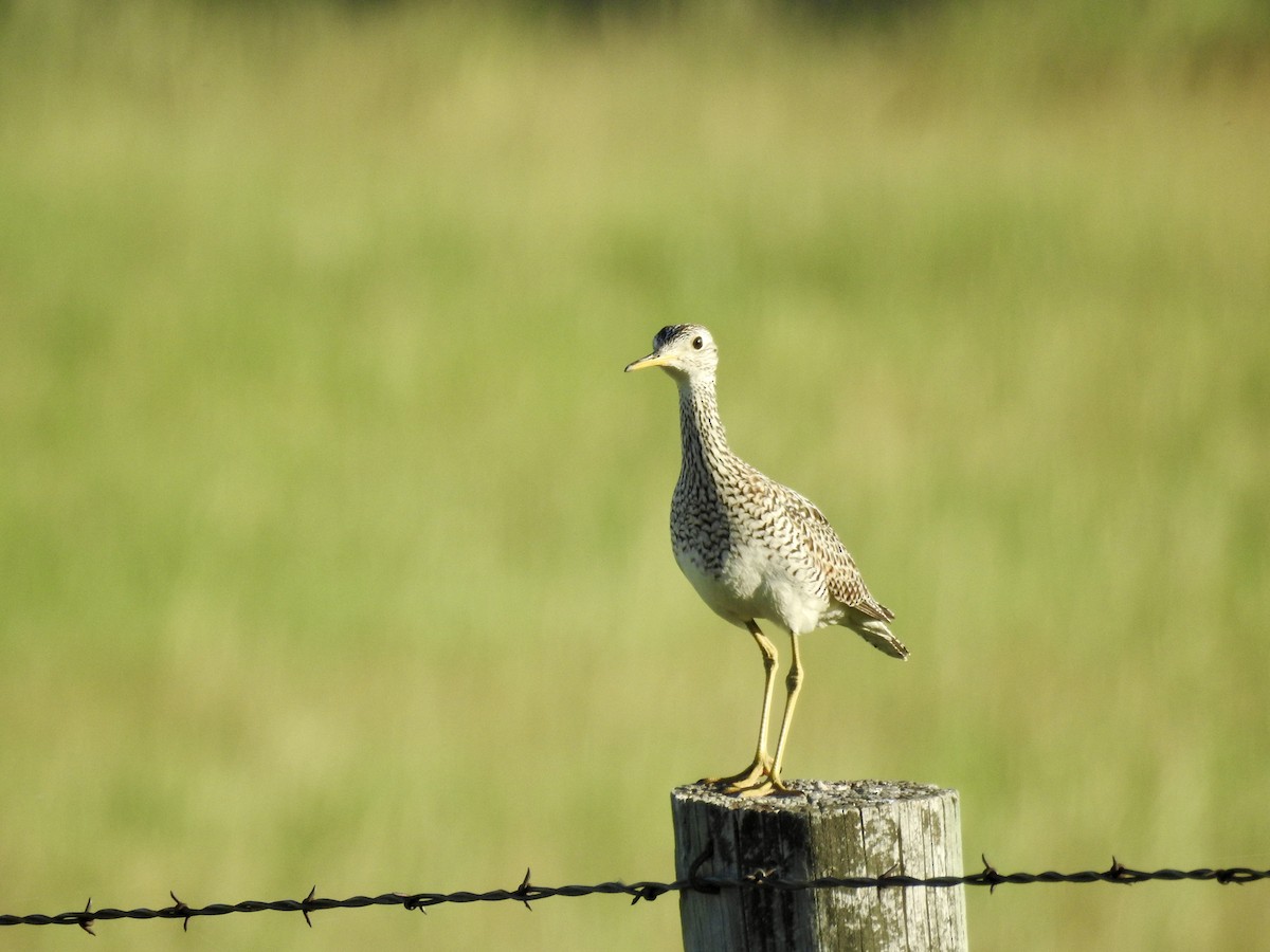 Upland Sandpiper - ML620477313