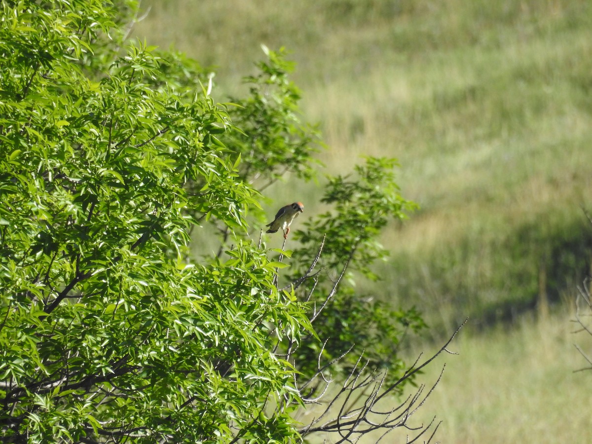 American Kestrel - ML620477319