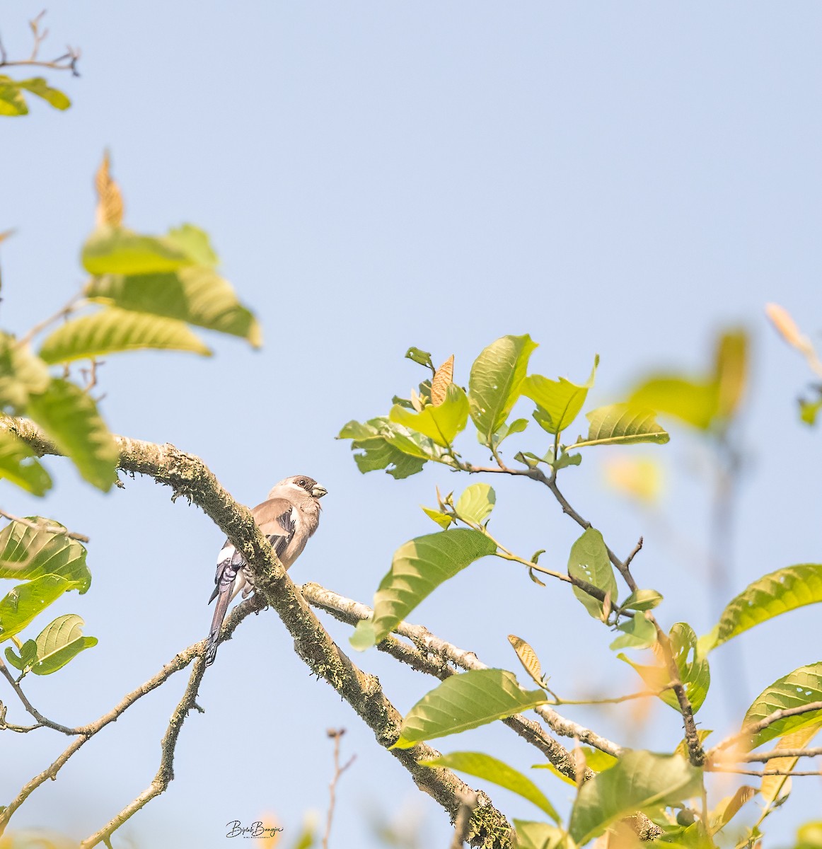 Brown Bullfinch - ML620477323