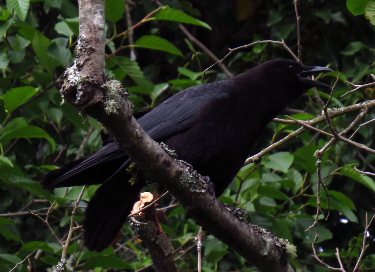 American Crow - ML620477327