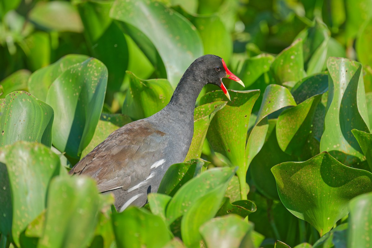 Gallinule d'Amérique - ML620477333